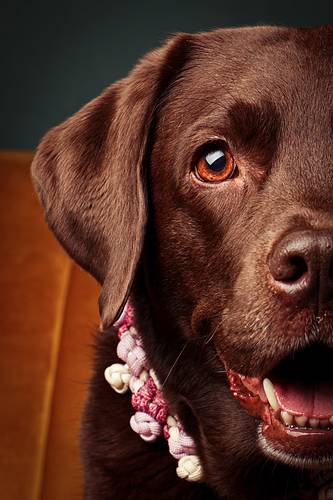 Smiling chocolate Labrador wearing a flower necklace sitting on a mustard-yellow velvet couch in front of a dark green wall. Studio pet photography with cheerful mood.