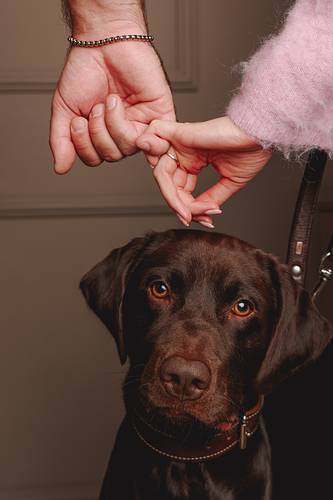 Close-up of a brown dog looking into the camera, with two people holding hands above its head