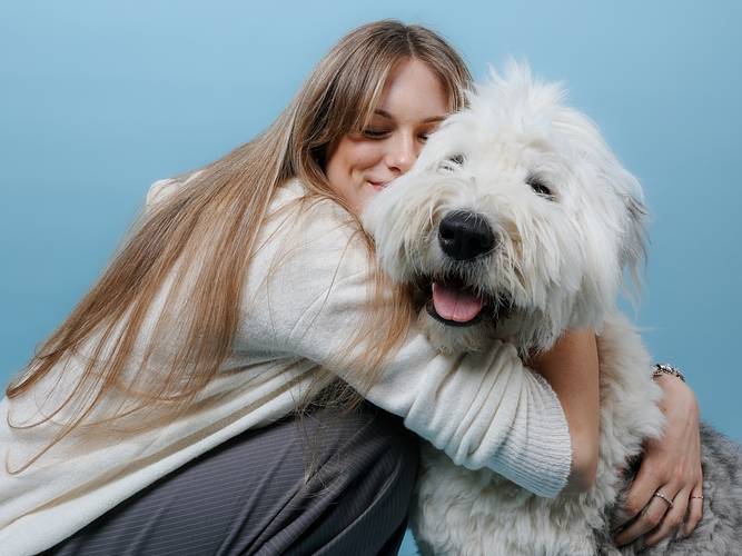 Young woman hugs her fluffy Old English Sheepdog lovingly in front of a bright blue background. Heartwarming pet and owner moment during a cheerful photo session.