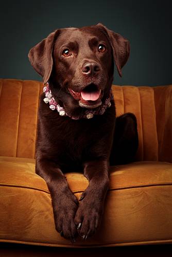 Close-up of a chocolate Labrador dog lying on a mustard-yellow velvet couch, wearing a flower necklace and looking happy. Pet portrait in a professional photo studio.