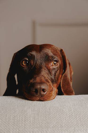 Tier-Fotoshooting