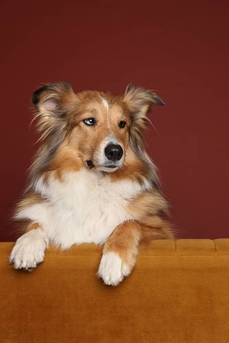 Studio portrait of a Shetland Sheepdog with one blue and one brown eye, leaning on a mustard-yellow couch in front of a red background. Elegant pet photography session.