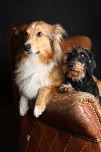 Studio photo of a Shetland Sheepdog and a wire-haired Dachshund sitting side by side on a vintage leather chair. Classic pet portrait in warm lighting.
